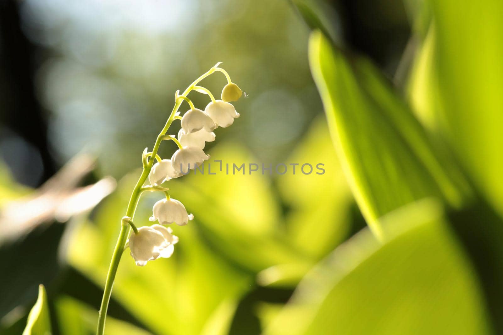 Lily of the valley in the forest