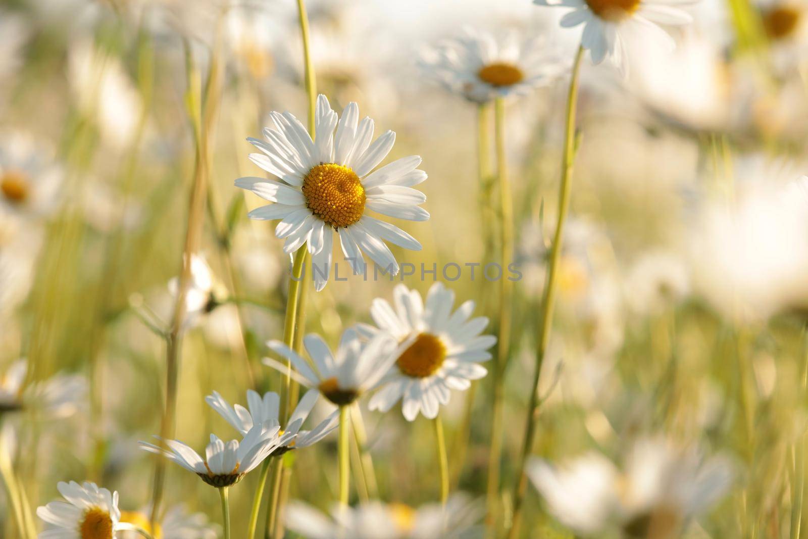 Daisies by nature78