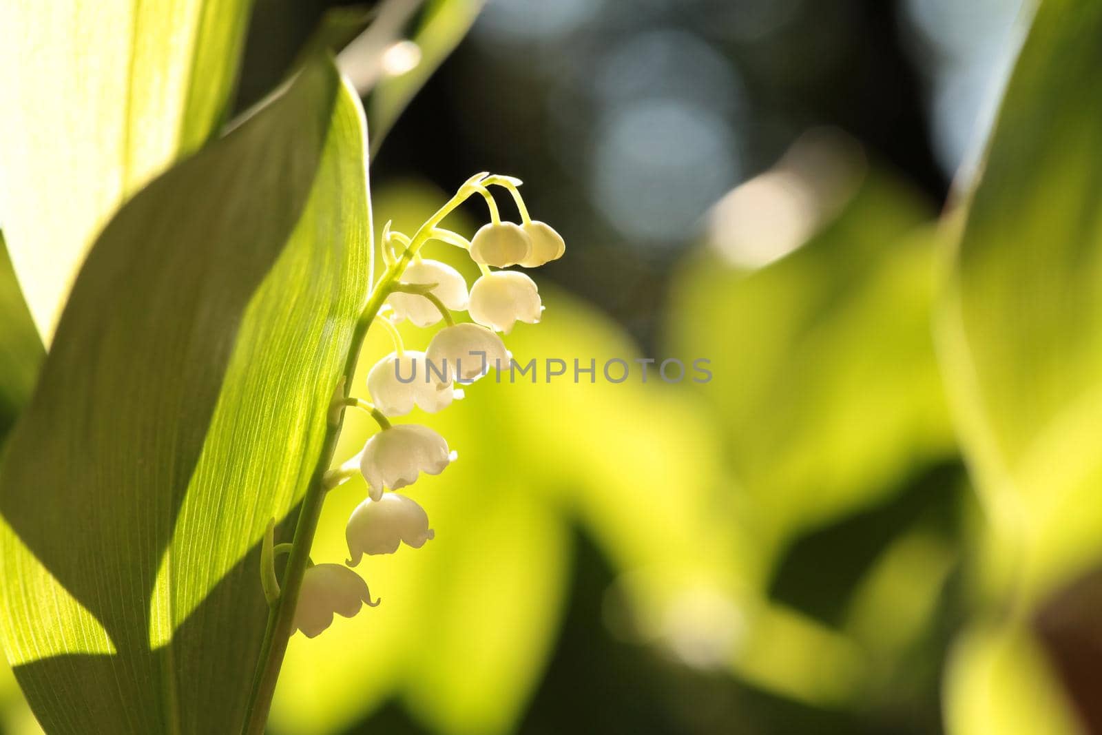 Lily of the valley in the forest