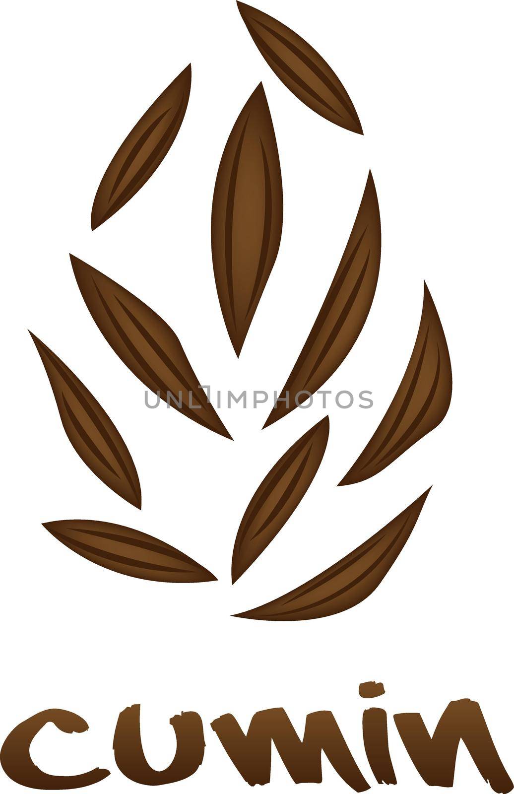 Cumin Zira seeds vector illustration on a white background