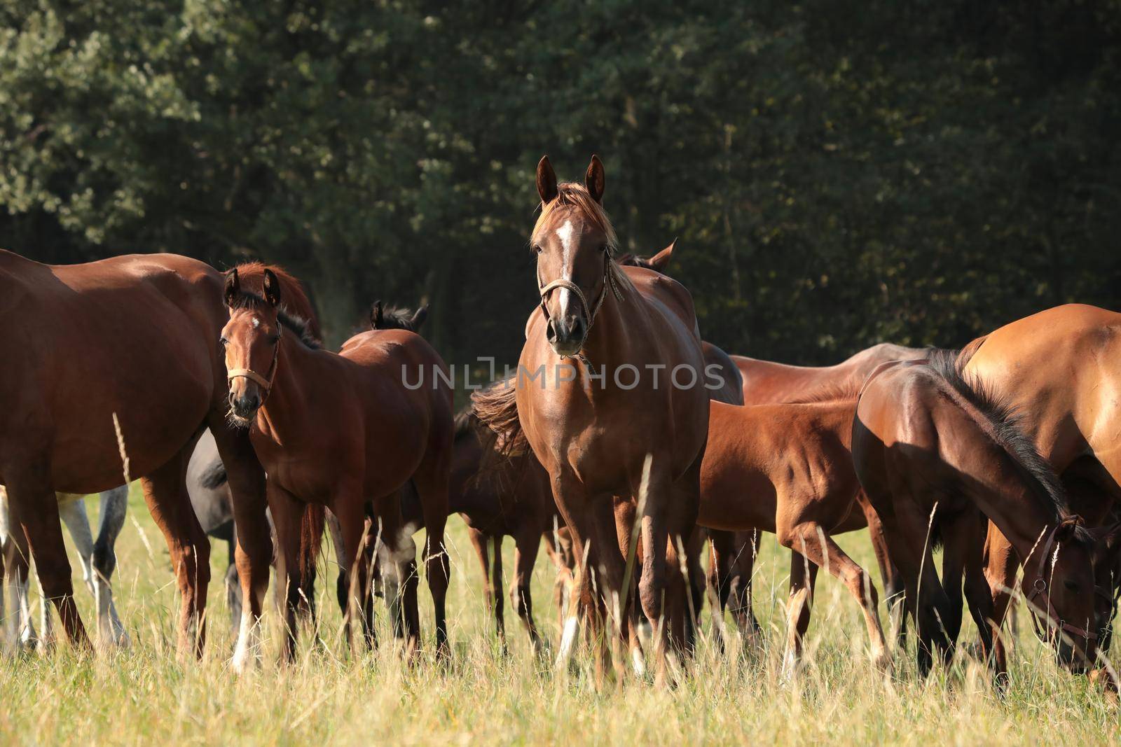 Horses in the pasture, Poland