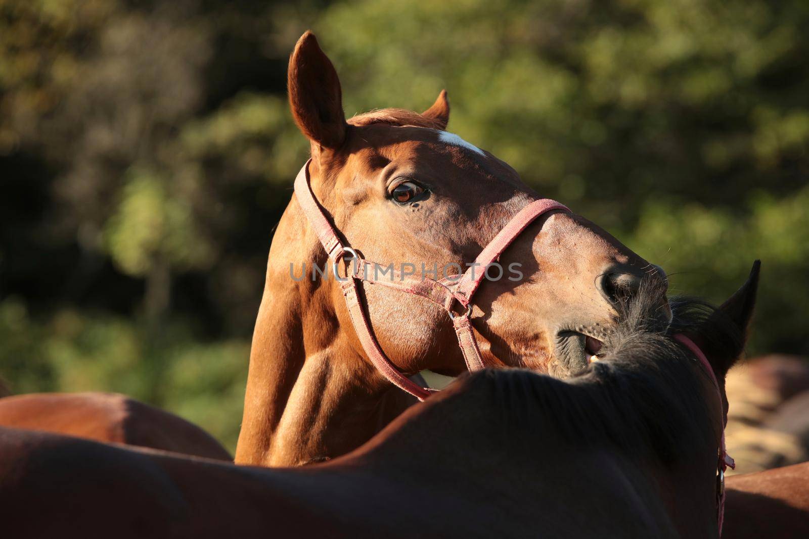 Stallion scratches another horse with his teeth.