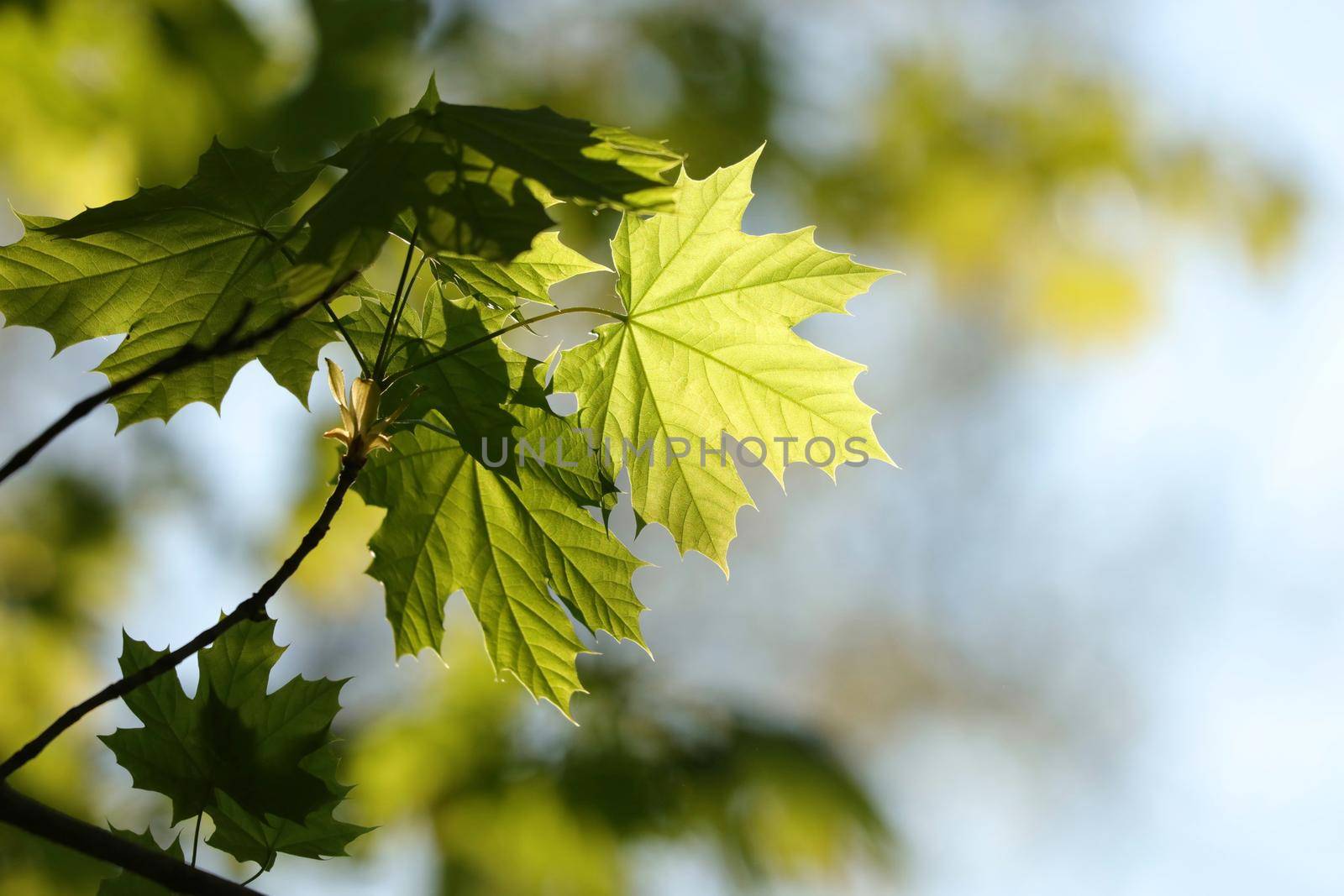 Spring maple leaves in the forest