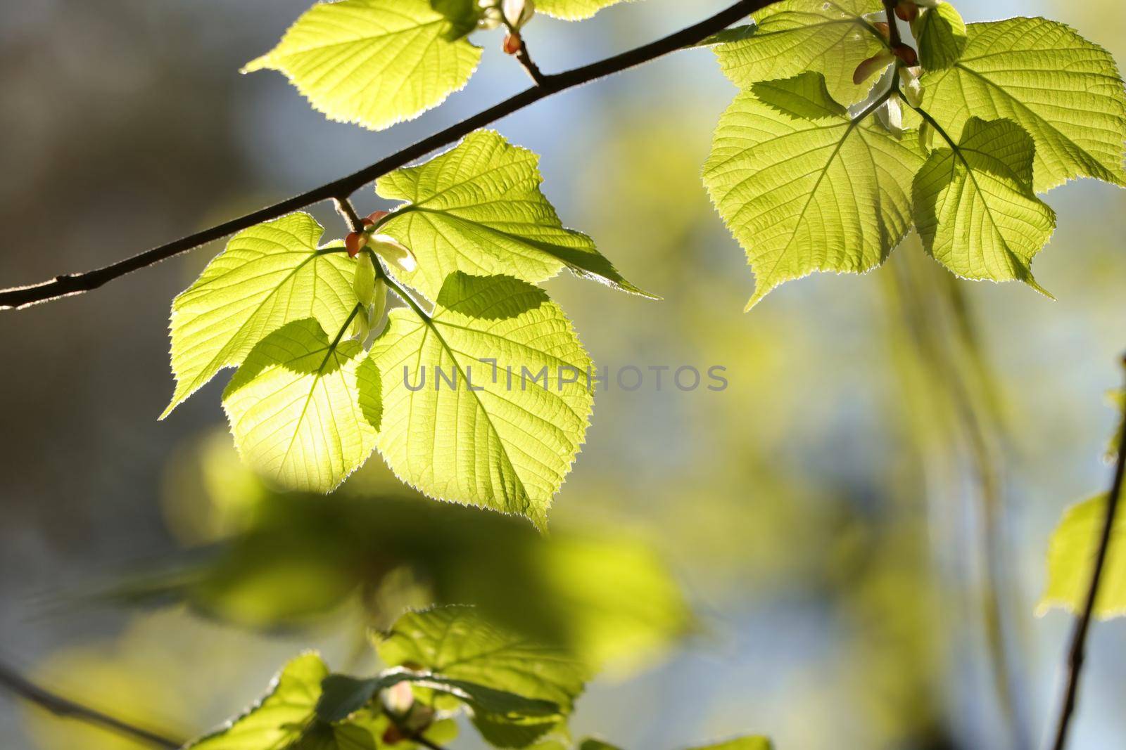 Spring linden leaves on a twig in the forest.