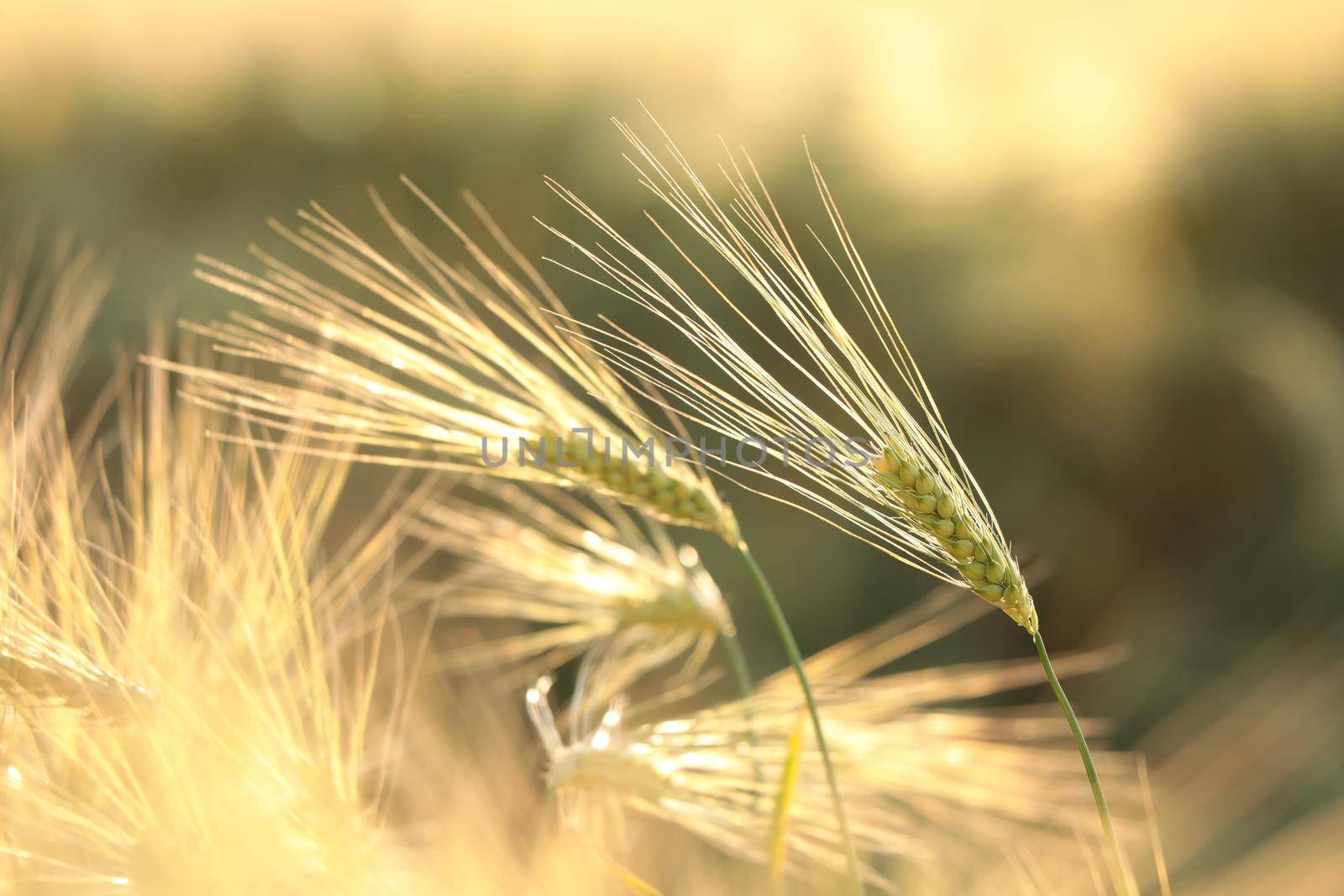 Ear of wheat in the field at dusk.