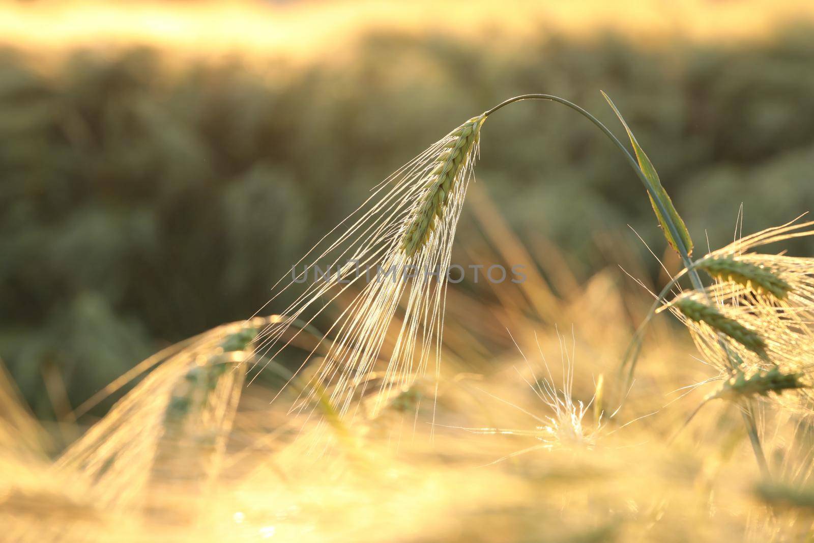 Ear of wheat in the field at dusk.