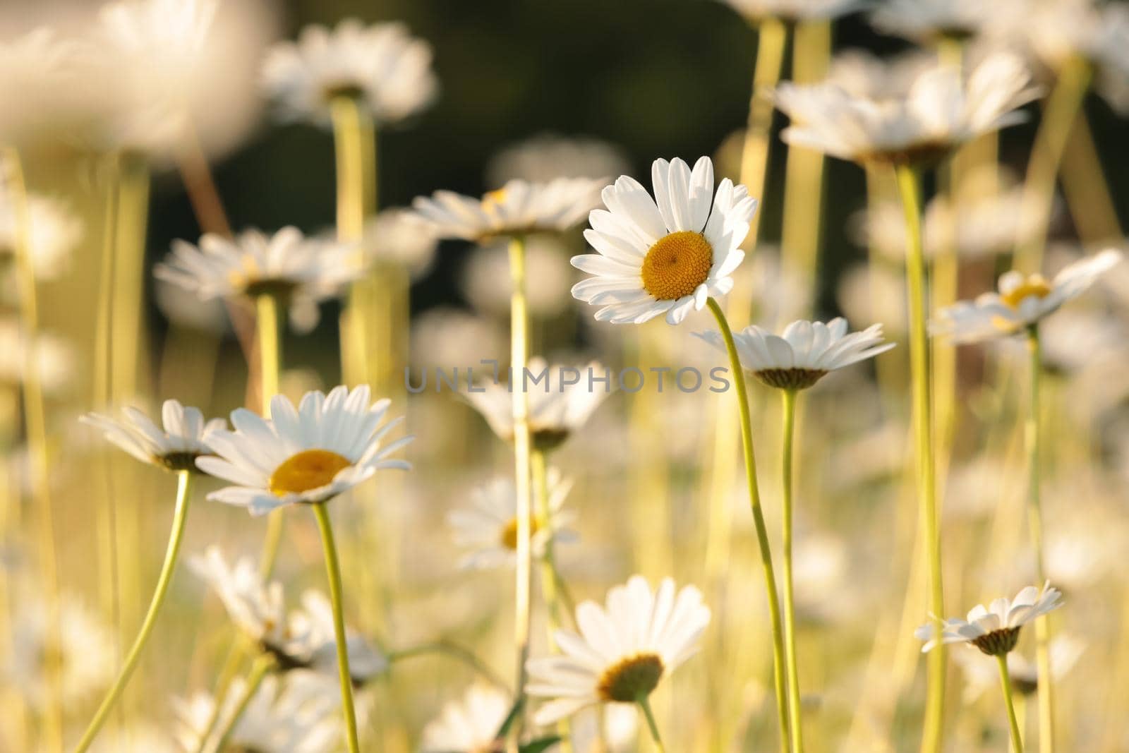 Daisies on a spring meadow at dawn.