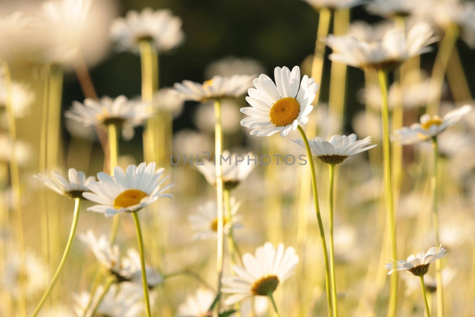 Daisies by nature78