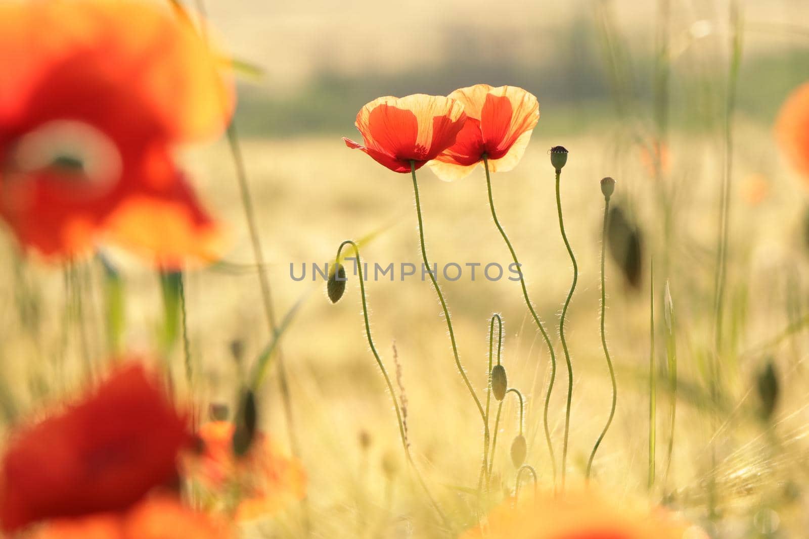Poppies in the field at sunrise.