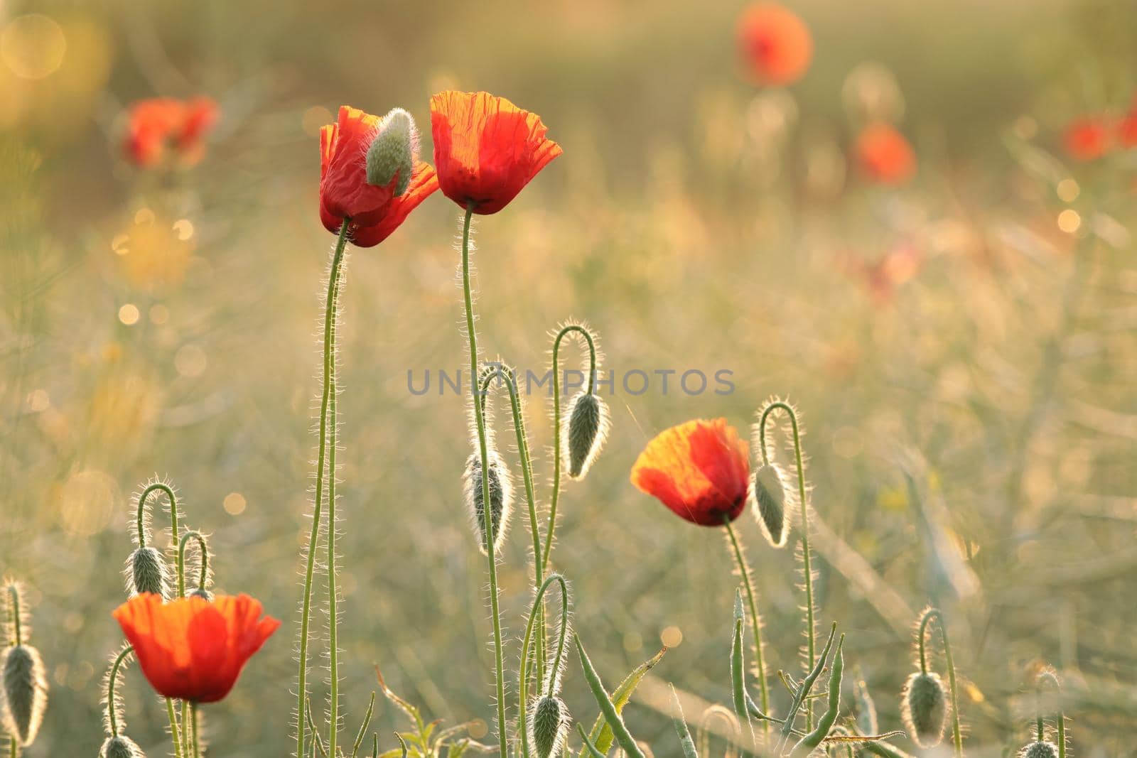 Poppies by nature78