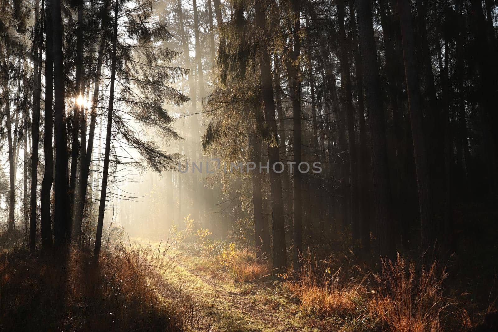 Autumn forest during sunrise by nature78