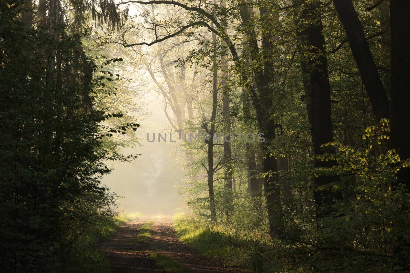 Country road through misty forest during sunrise.