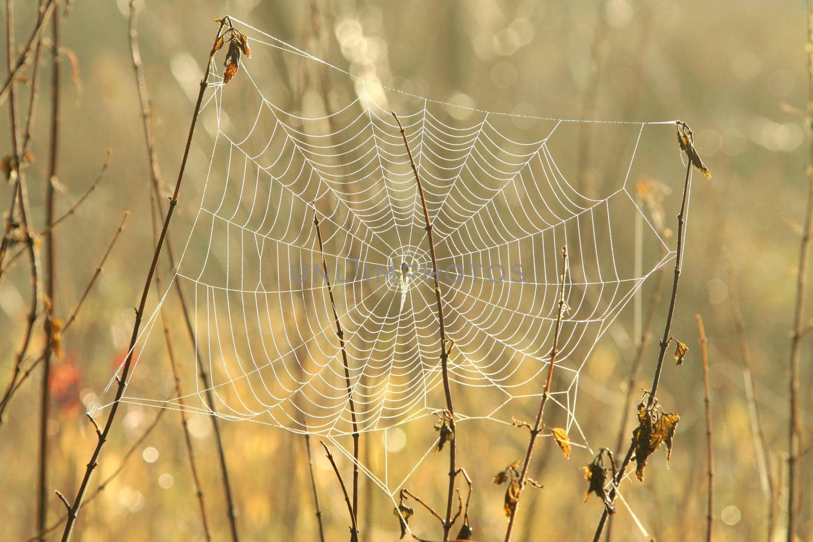 Spider web on a meadow during sunrise