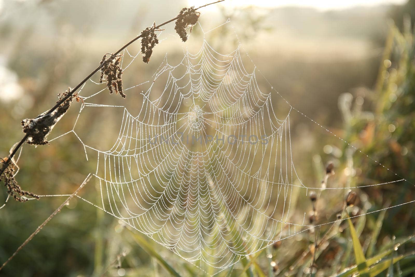 Spider web on a meadow during sunrise