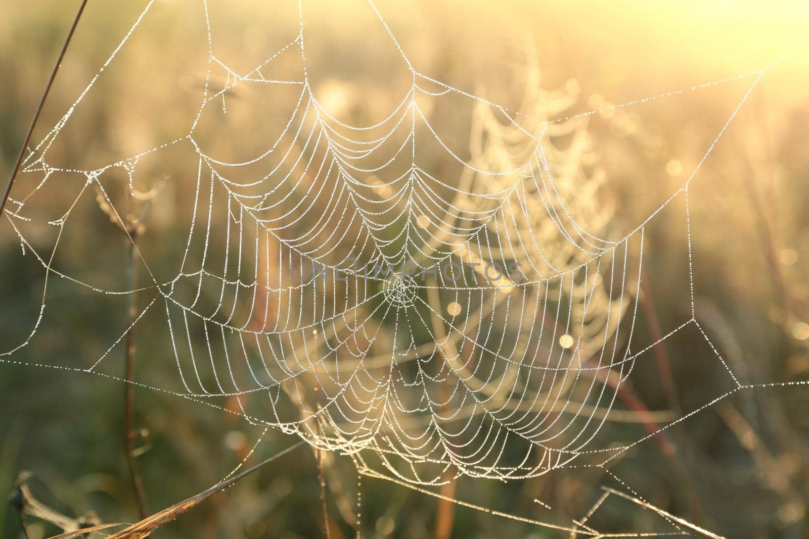 Spider web by nature78