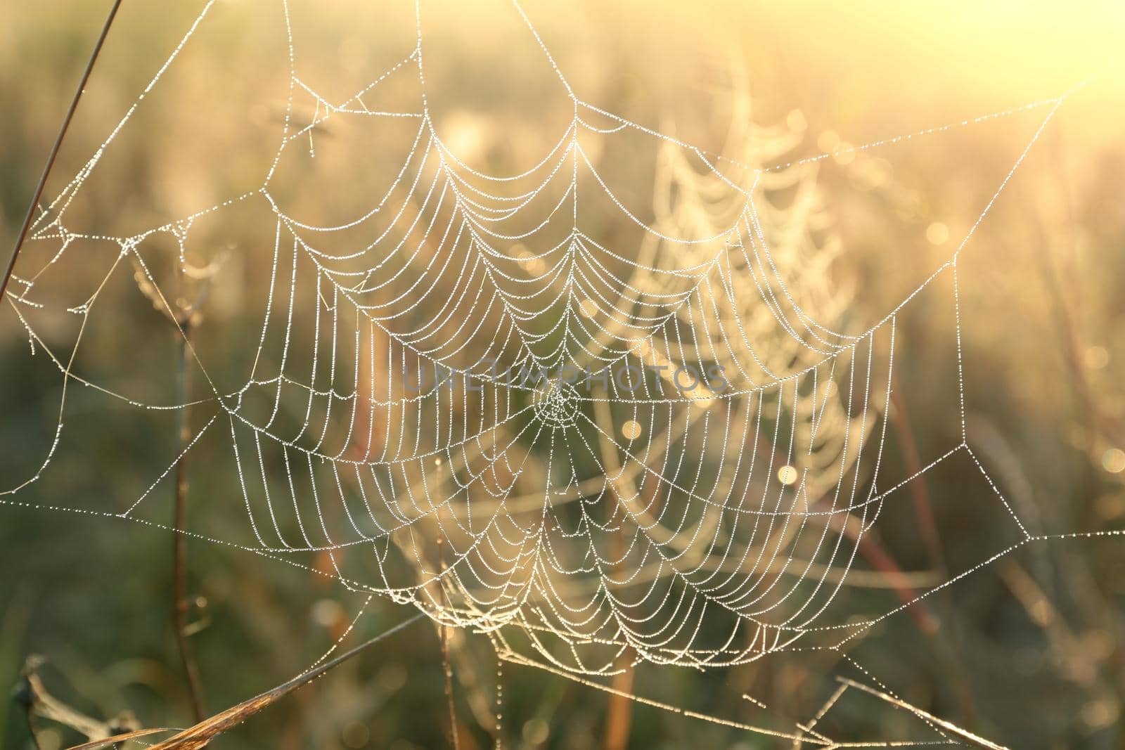 Spider web on a meadow during sunrise