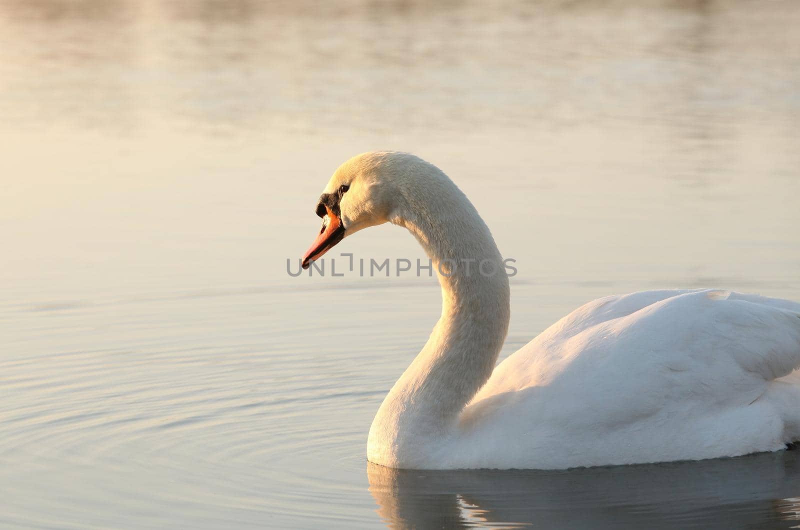 Swan at dawn by nature78