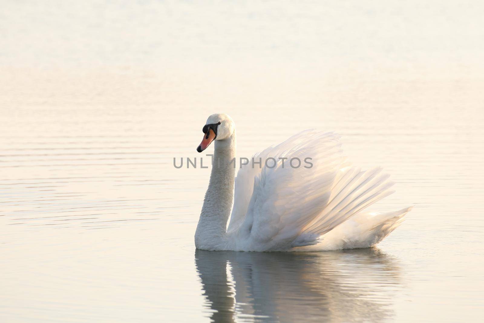 Swan at dawn by nature78