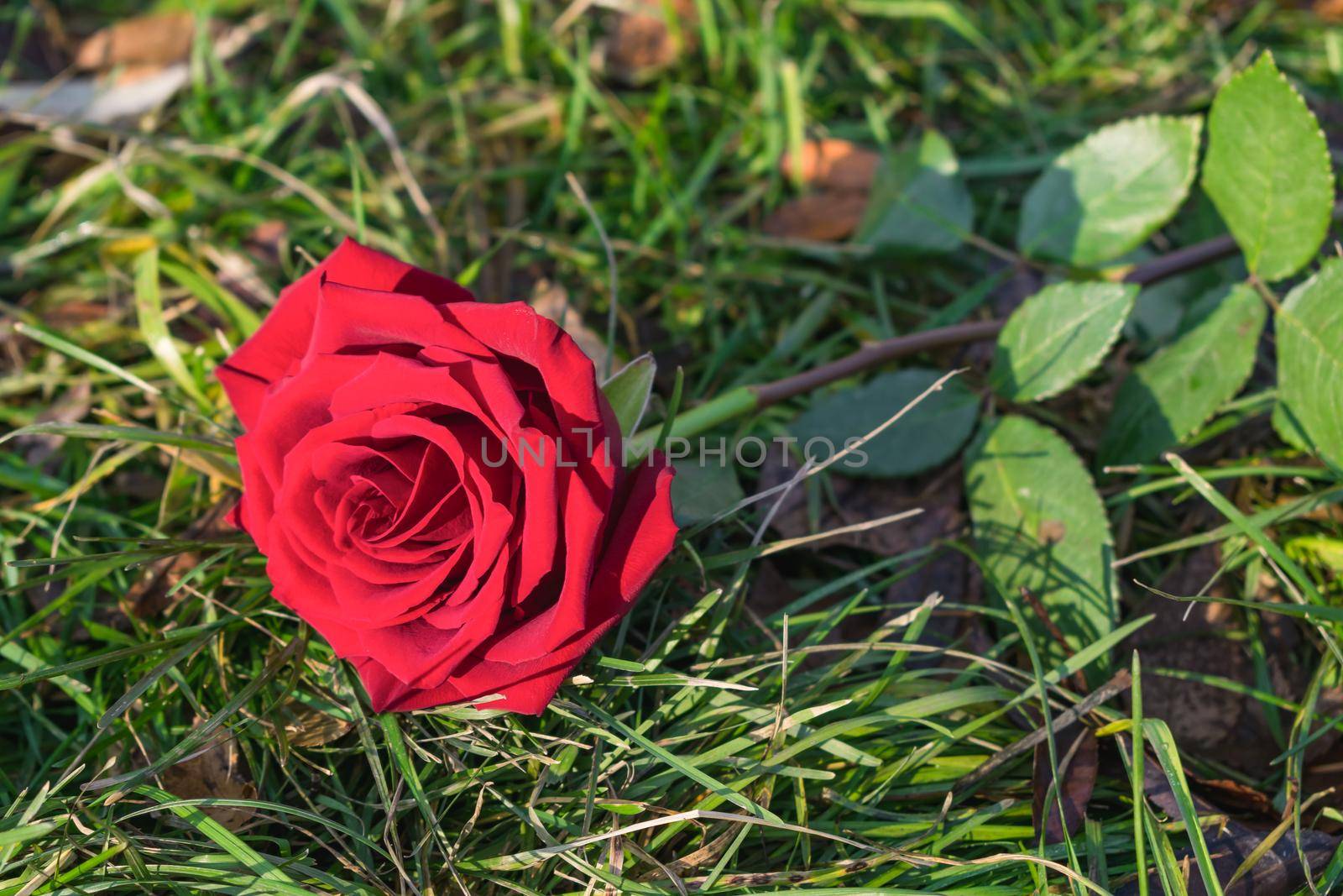 Delicate red rose lies on green grass in the light of the morning sun