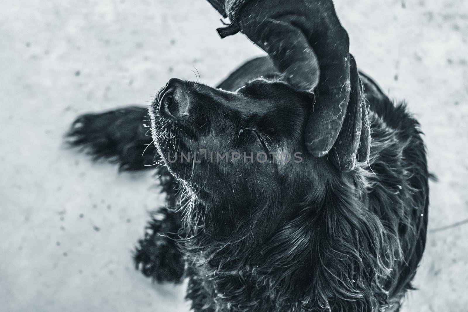 The cocker spaniel dog enjoys the caress of the owner. Photo with noise and grain effect in black and white