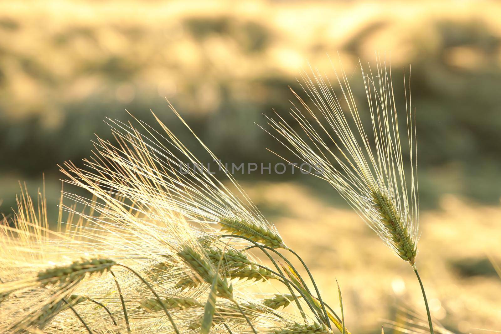 Ear of wheat in the field at dusk.