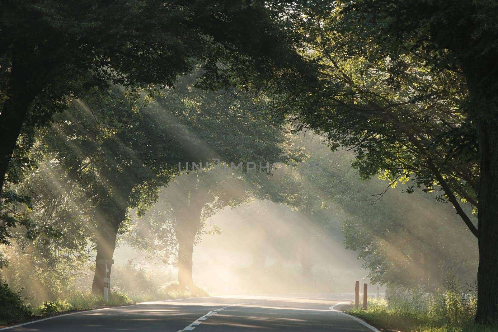 Rays of sun between trees along the road on a foggy morning.