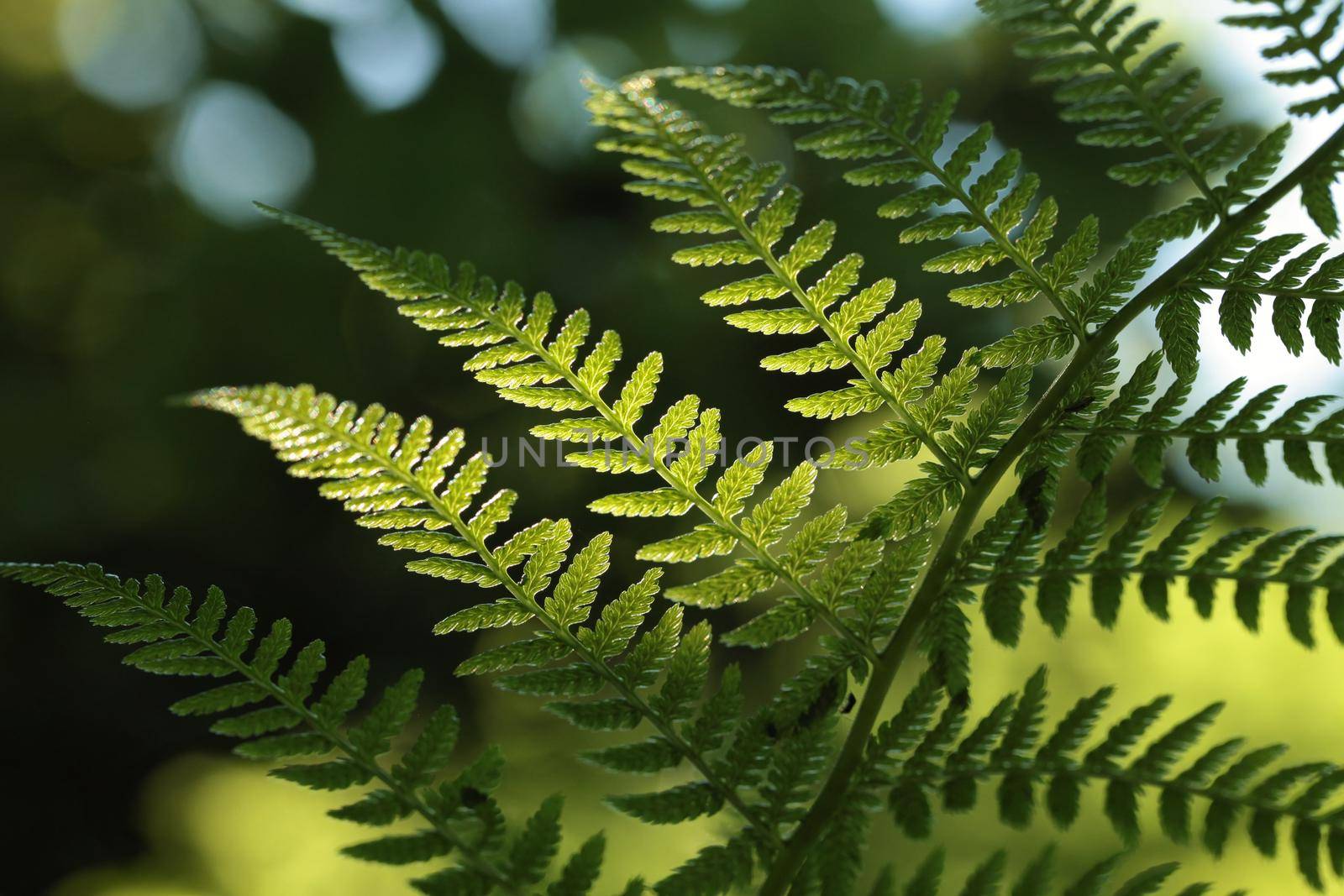 Fern in the forest by nature78