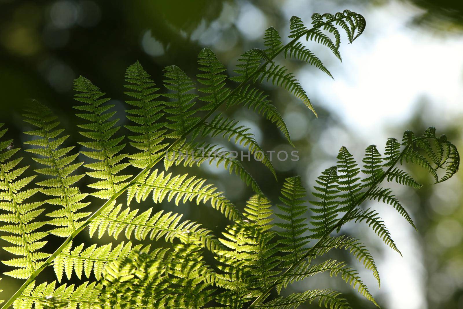 Close-up of Fern in the forest.