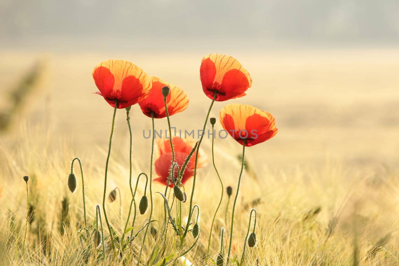 Poppies in the field at sunrise.