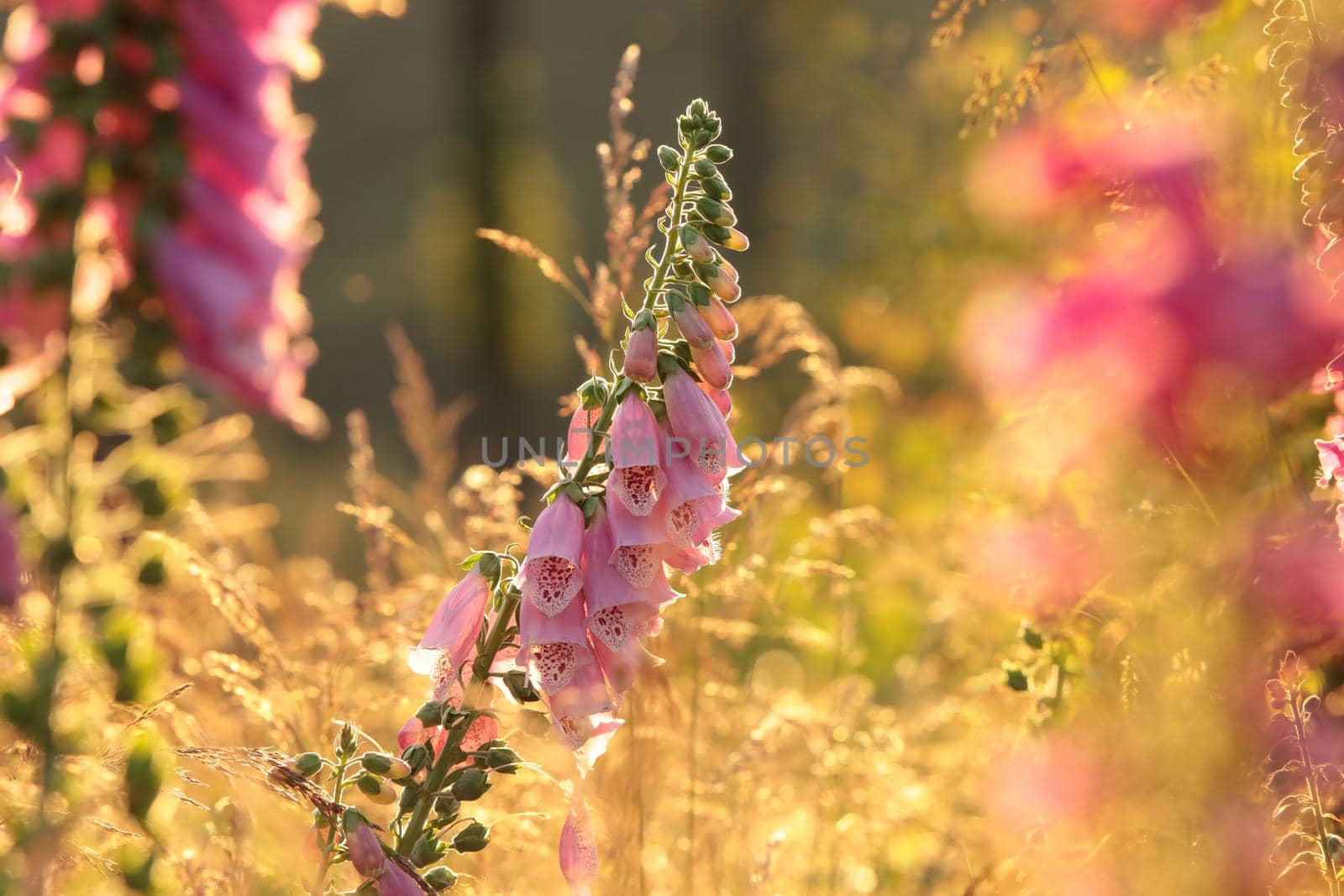 Purple foxglove - Digitalis purpurea during sunrise.