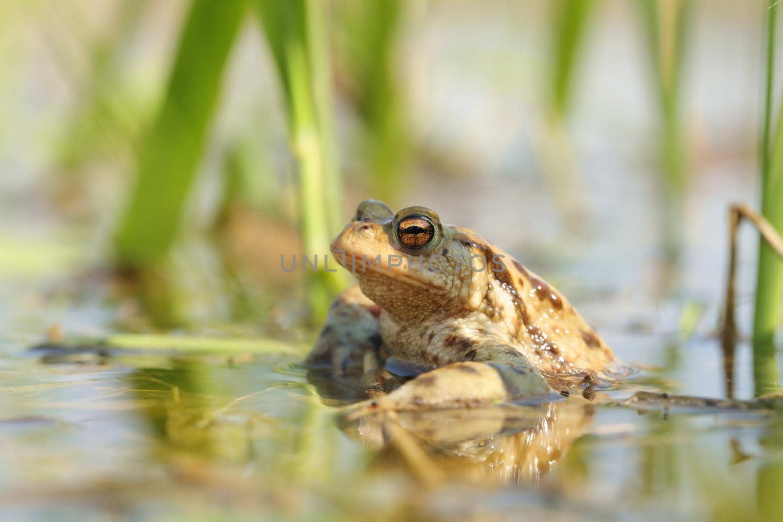 Frog in a pond by nature78