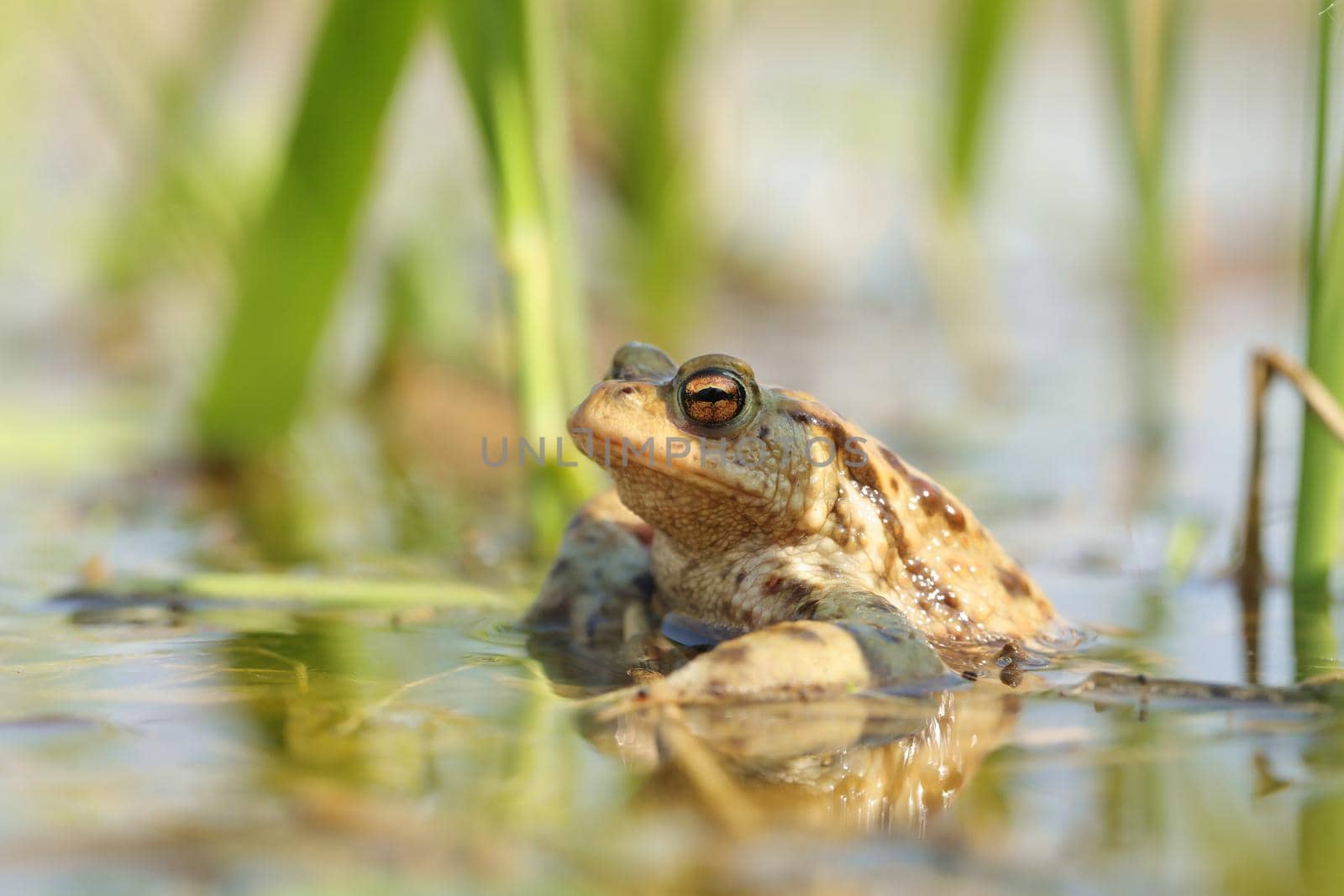 Frog in a pond during mating season.