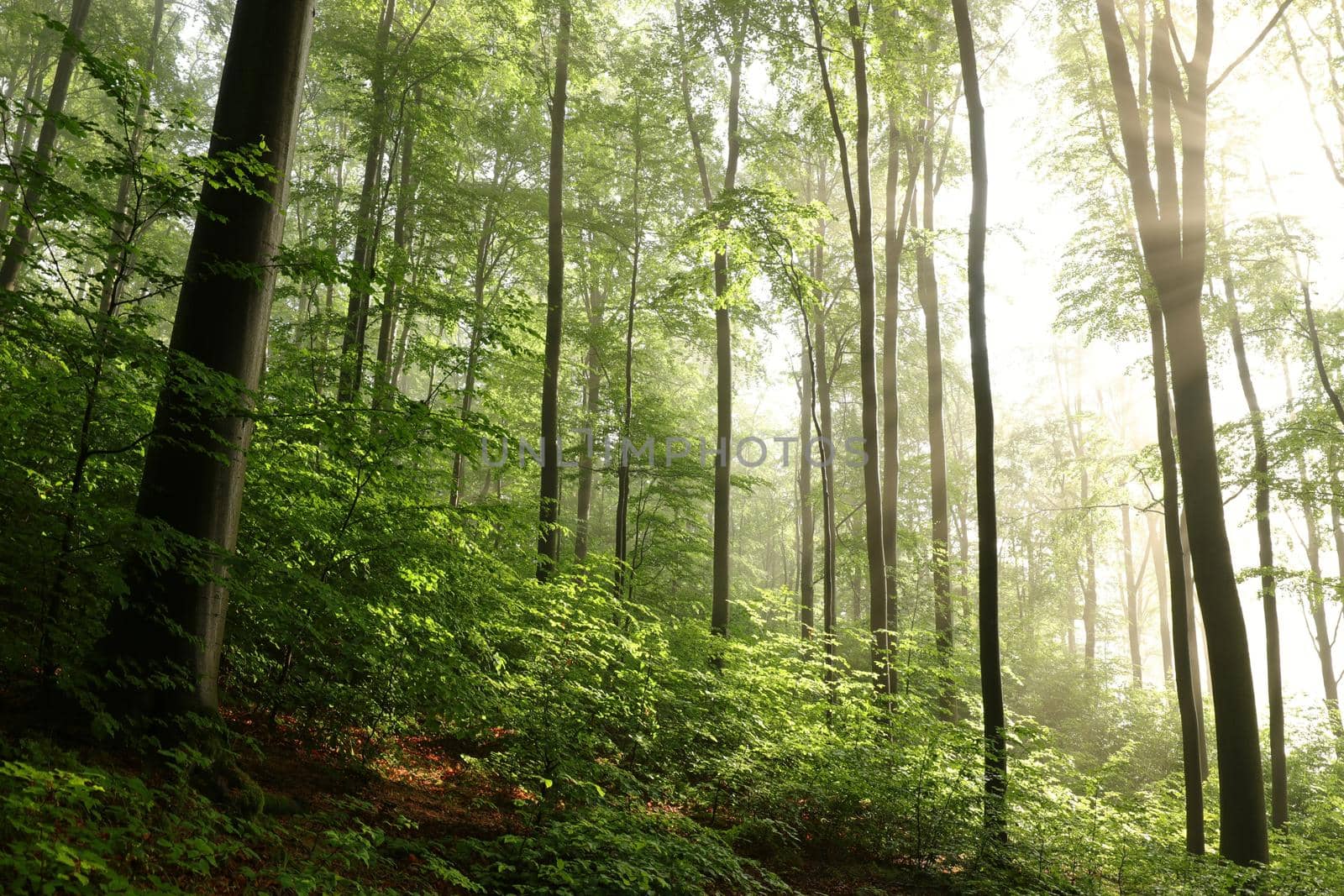 Beech trees in spring forest on a mountain slope after rainfall.