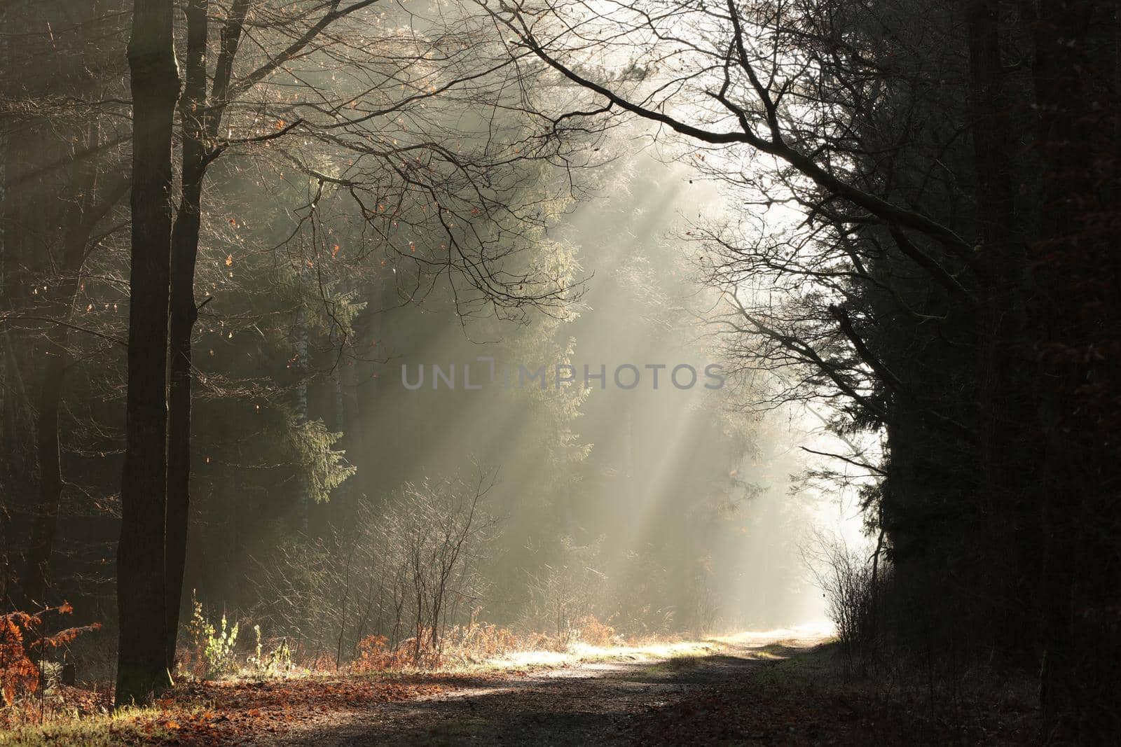 The sun's rays hit the forest path on a misty December morning.