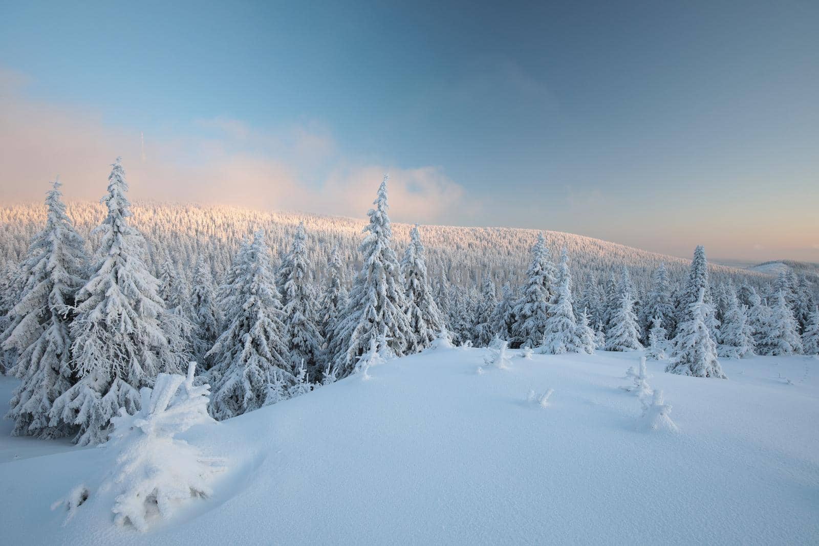 Spruce trees covered with snow on the mountain top at sunset.