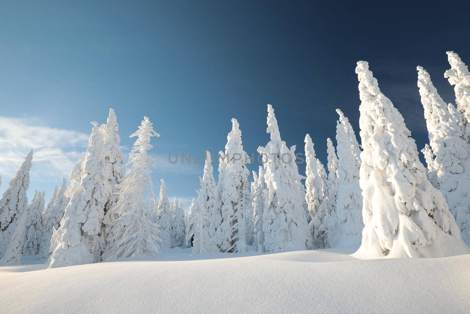 Spruce trees covered with snow on the mountain top at sunset.