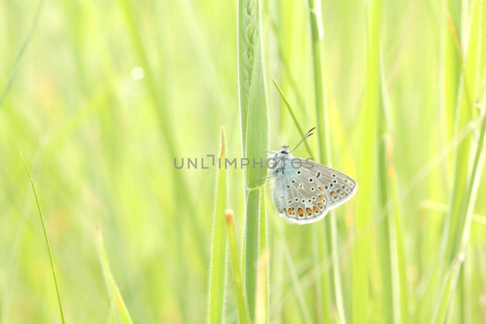 Common Blue Butterfly by nature78