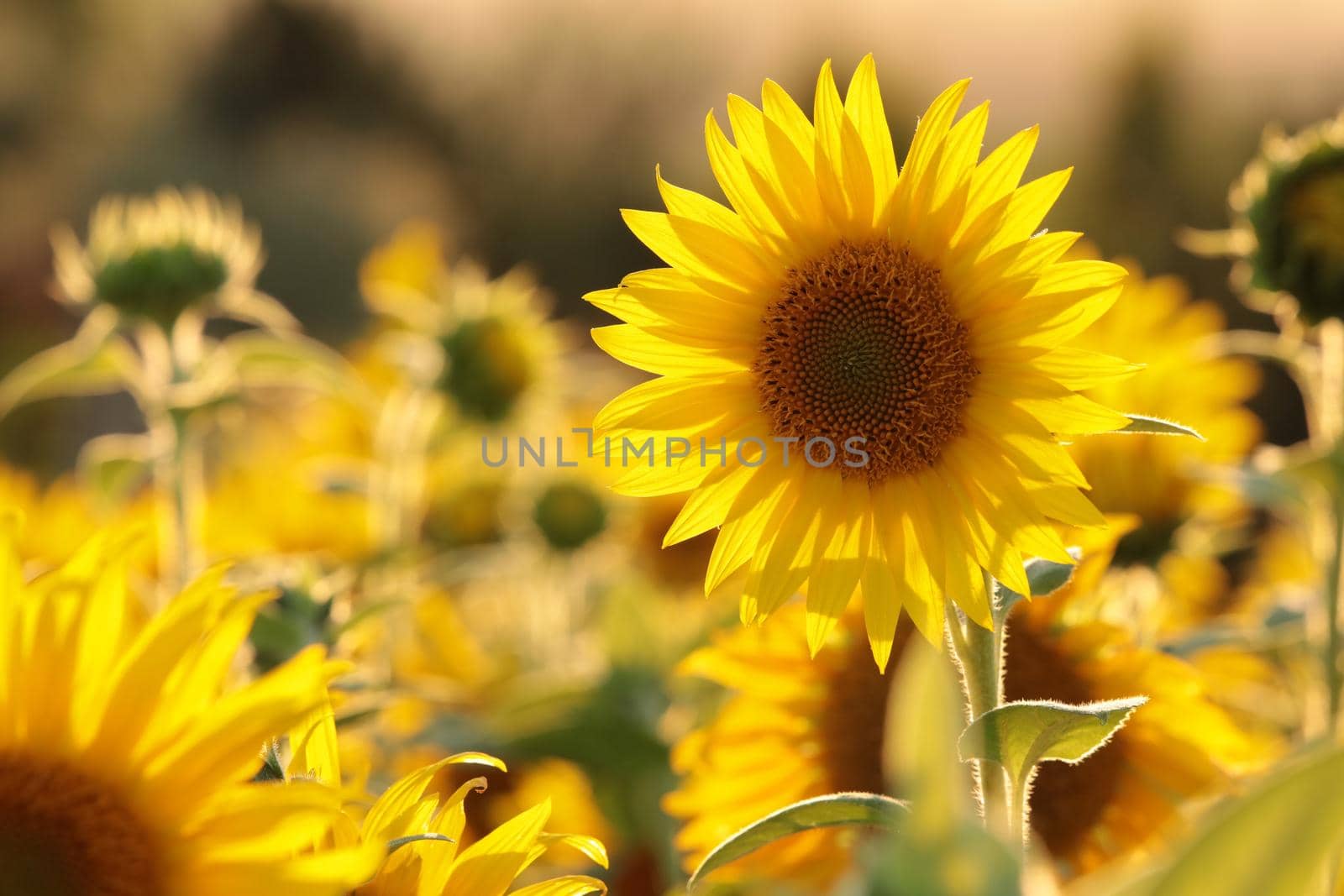 Sunflower - Helianthus annuus in the field at dusk.