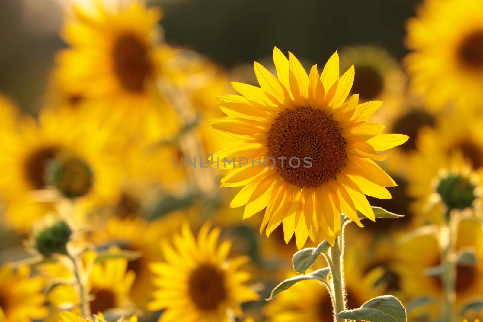Sunflower - Helianthus annuus in the field at dusk.