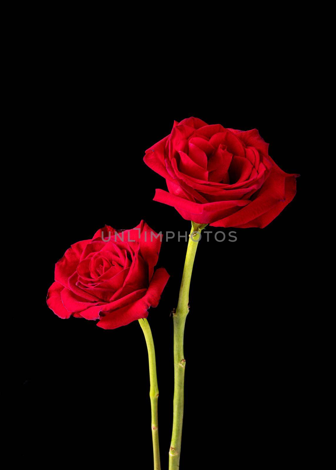A pair of American Beauty rose blossoms pictured against a black background.