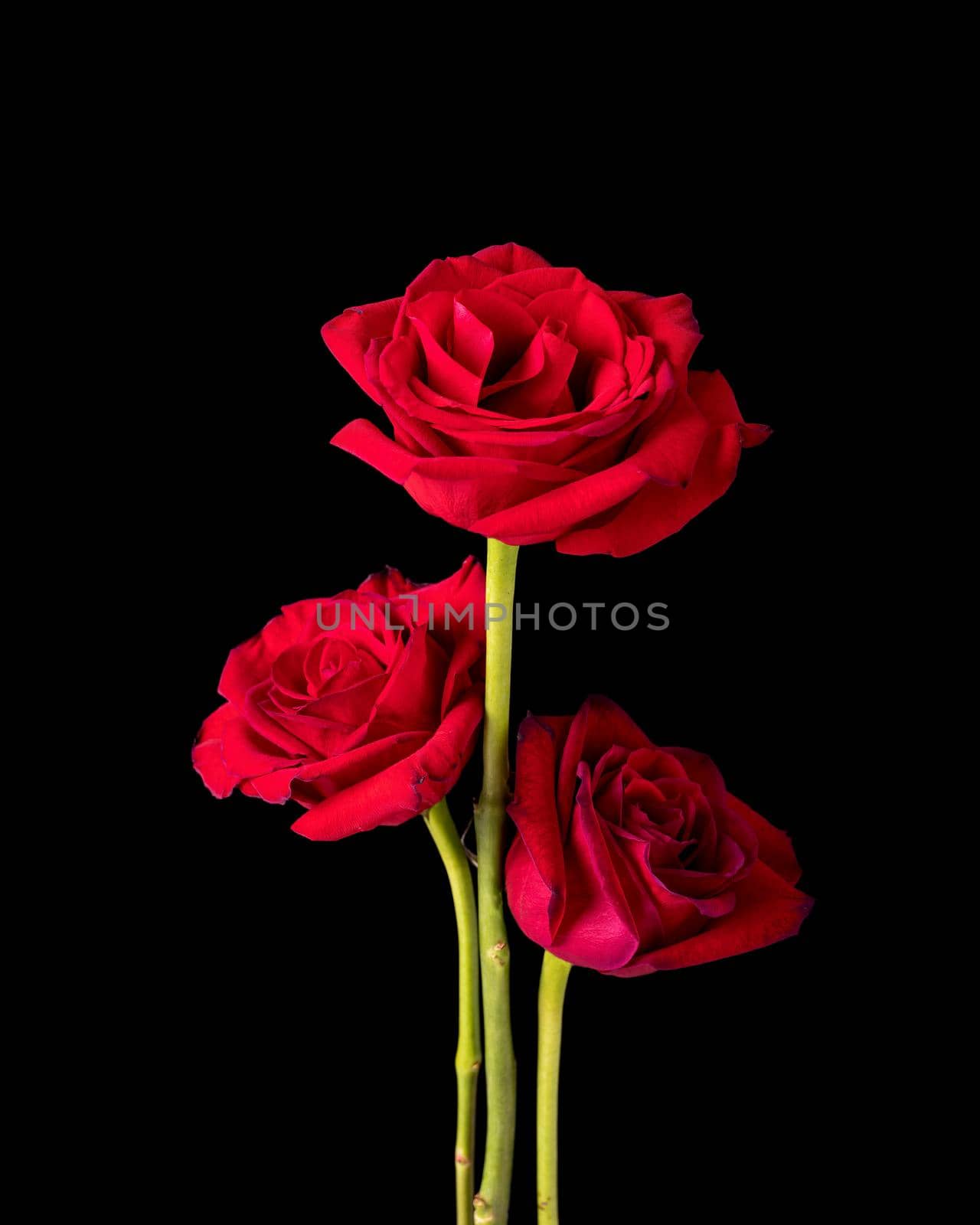 Trio of American Beauty Roses on Black by CharlieFloyd