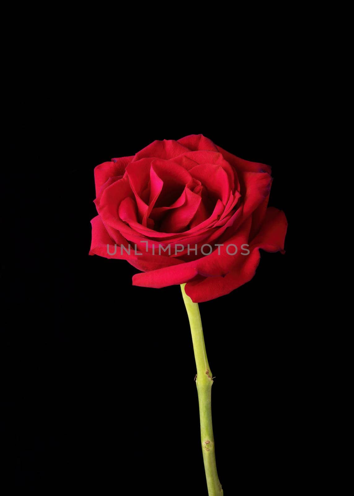 A single American Beauty rose blossom is pictured against a black background.