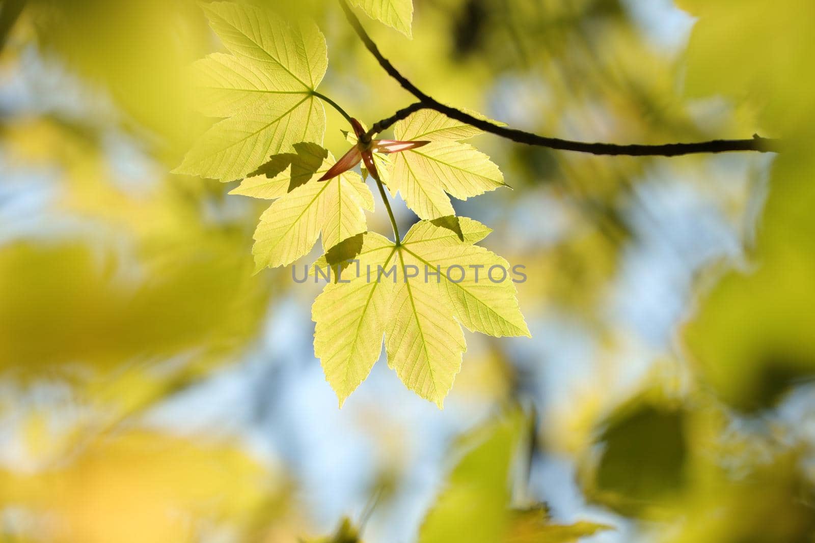 Sycamore maple leaves in the forest.