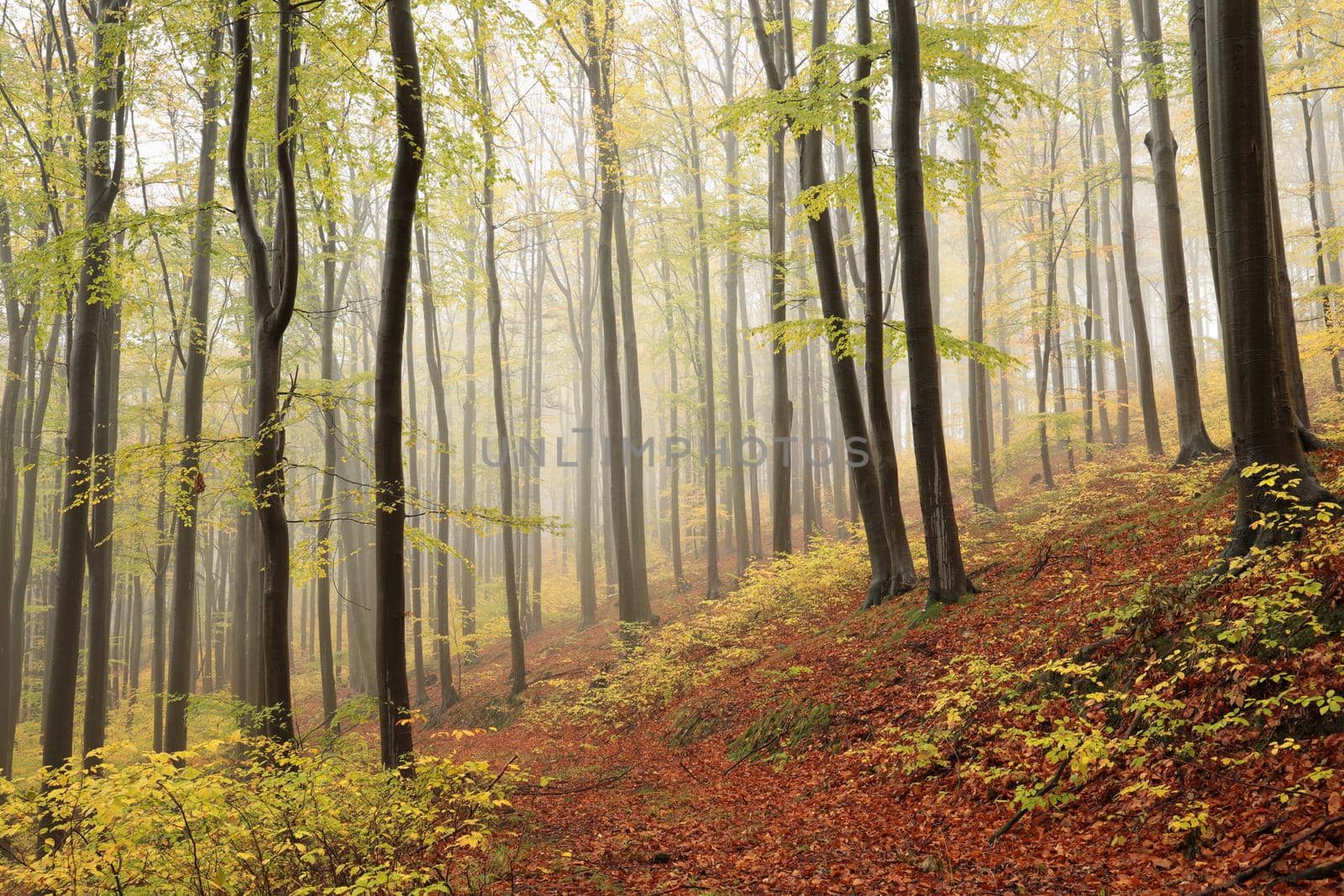 A trail among beech trees through an autumn forest in a misty rainy weather.