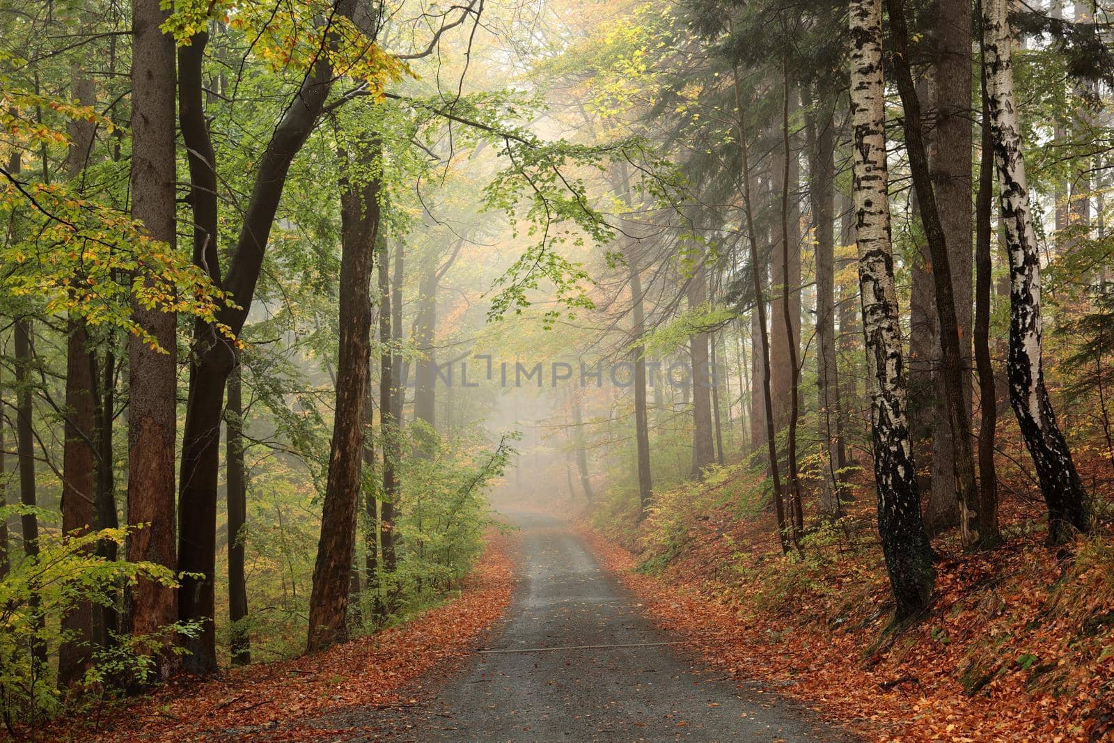 A trail among beech trees through an autumn forest in a misty rainy weather.