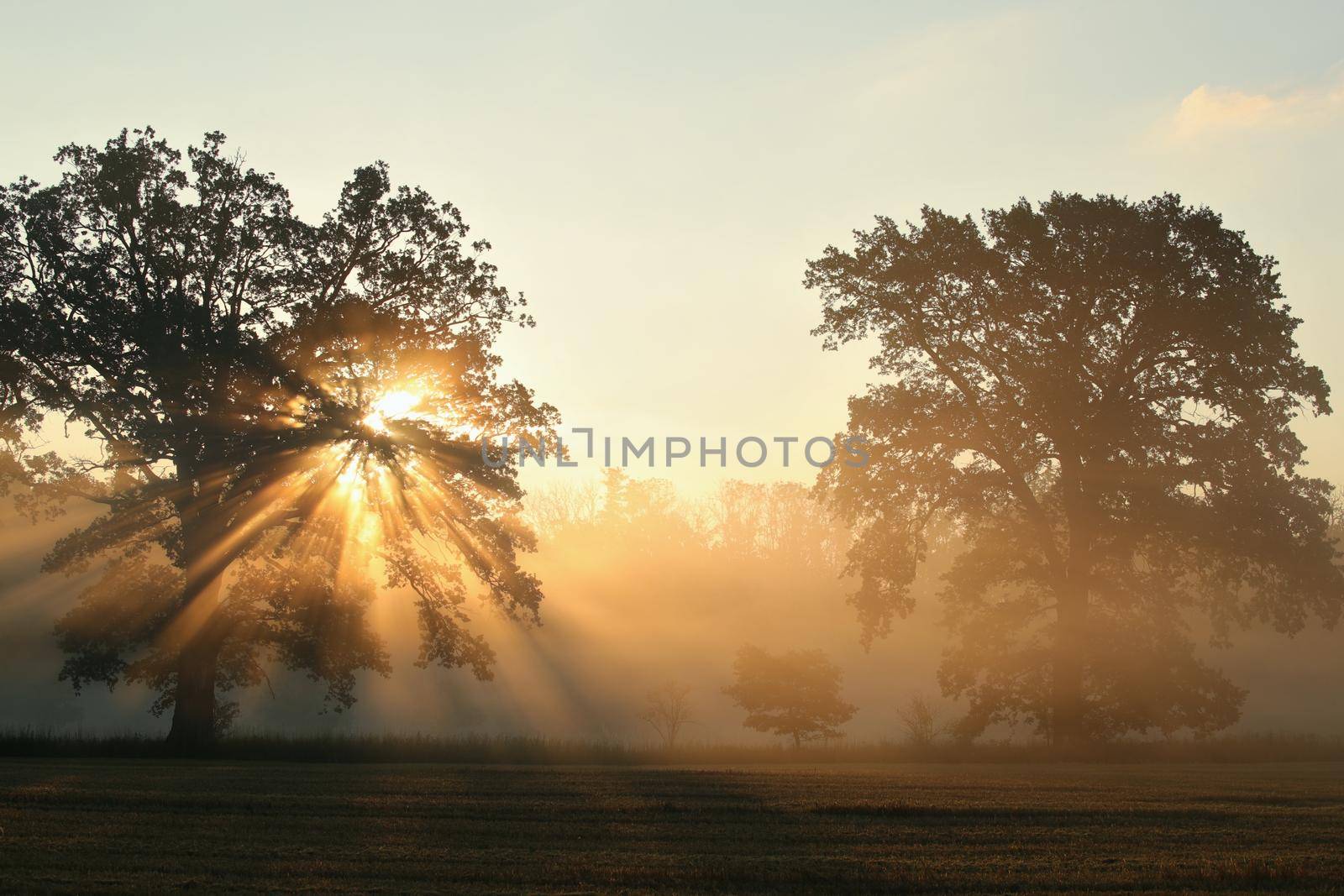 Oaks on the field on a foggy September morning.