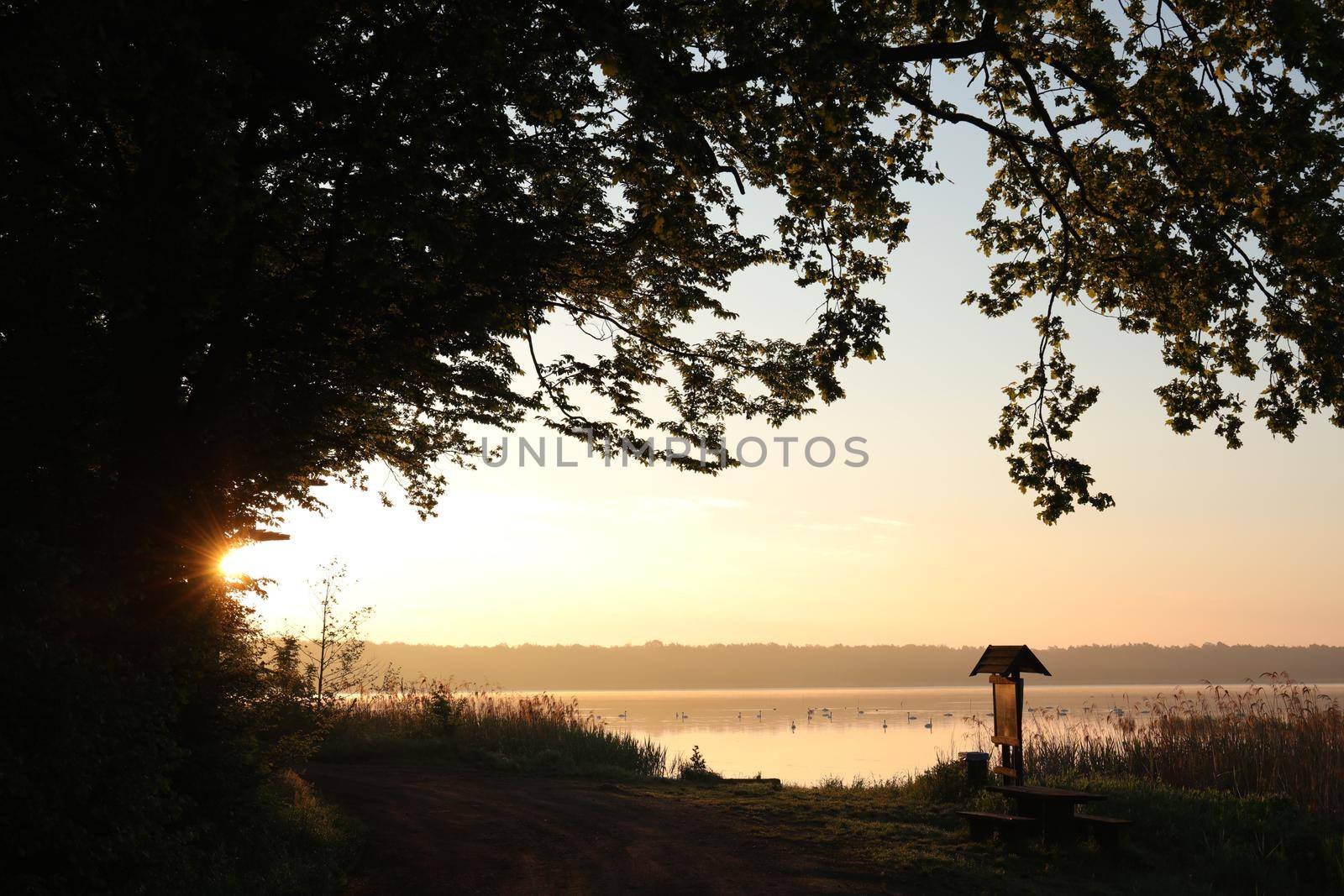 Silhouettes of trees on the edge of the lake at dawn.