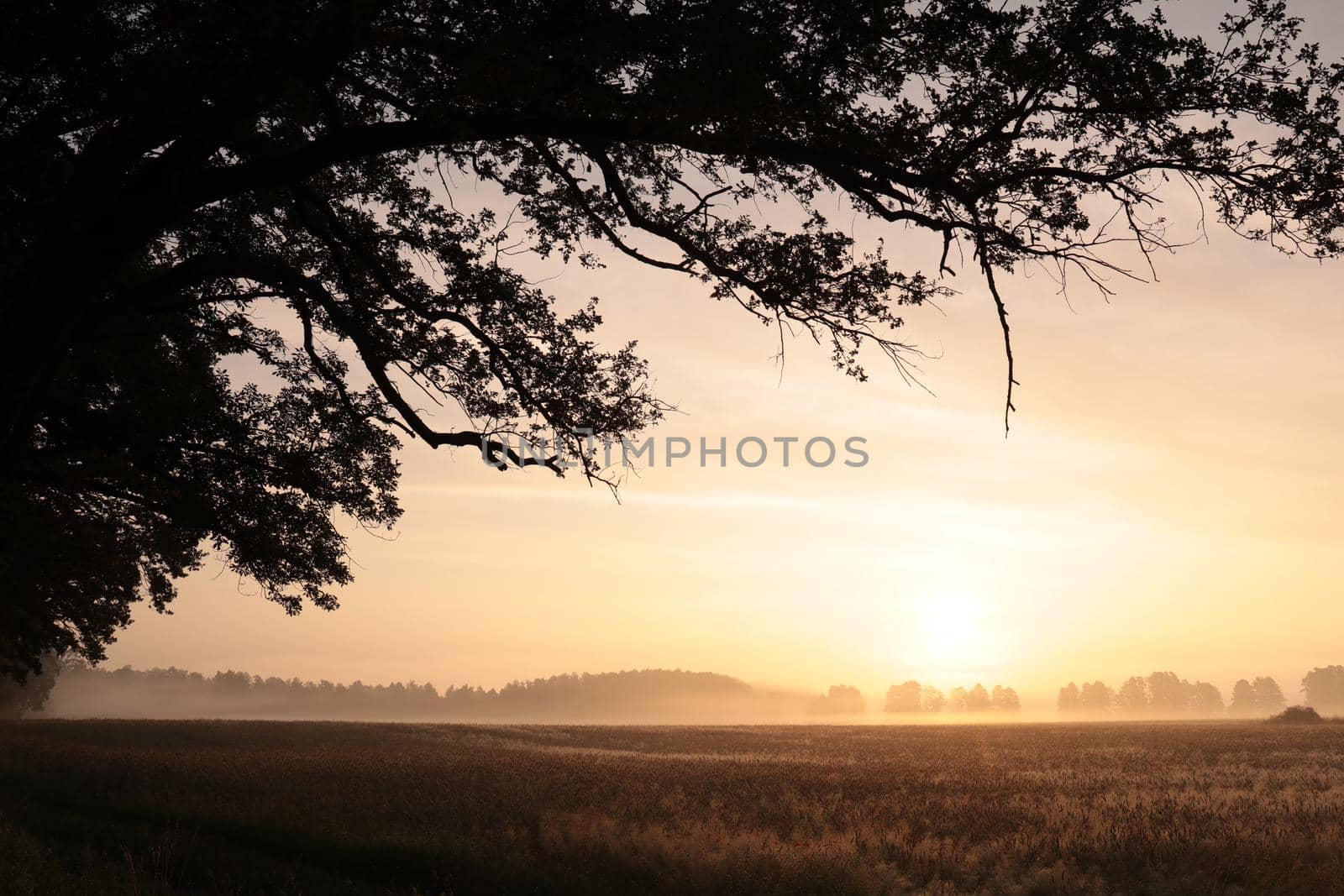 Sunrise over the field by nature78