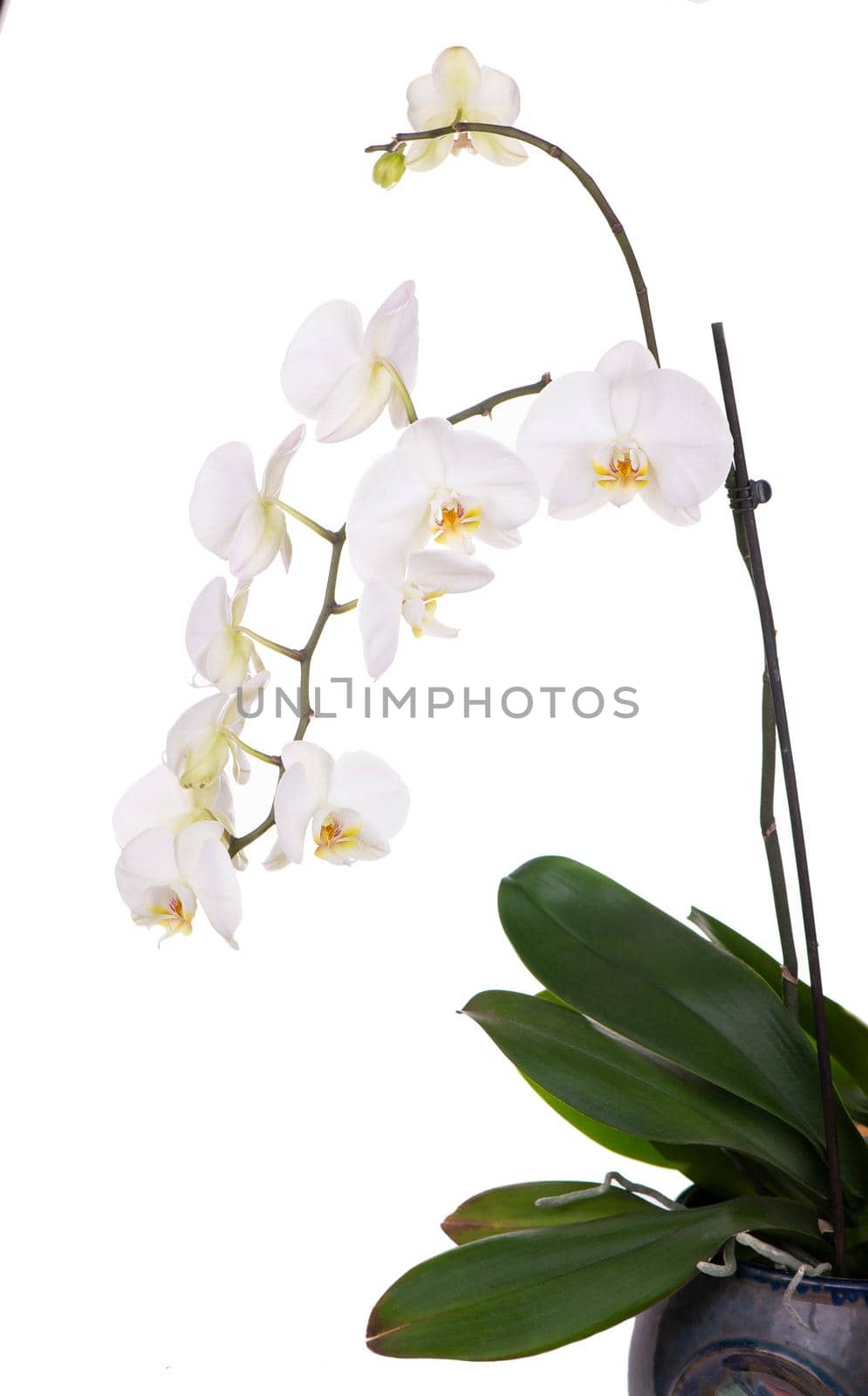 A tender white orchid. All isolated on white background. by aprilphoto