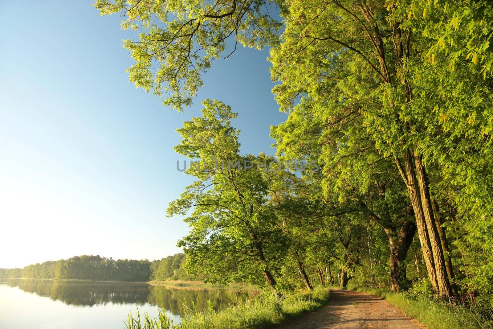 Oaks at the edge of a lake on a spring morning.